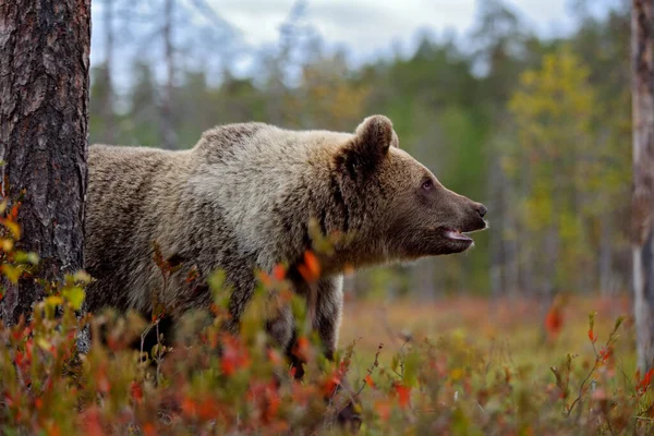 Oso Encuentro Cercano Naturaleza Oso Pardo Bosque Amarillo Árboles Otoño — Foto de Stock