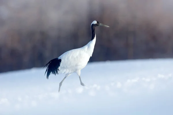 Snöfall Röd Kran Snöäng Med Snöstorm Hokkaido Japan Fågel Fluga — Stockfoto