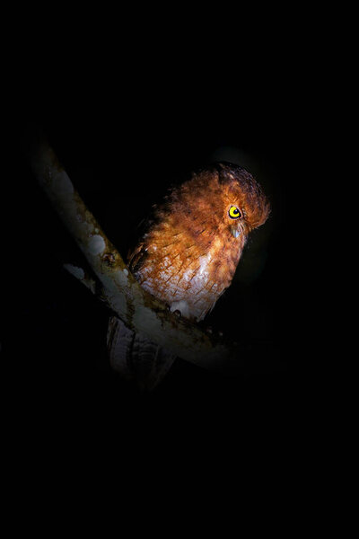 Santa Marta screech owl, Megascops gilesi, owl in the family Strigidae, only from the Sierra Nevada de Santa Marta in Colombia. Rare endemic owl sitting on the branch in dark night. Bird in habitat.