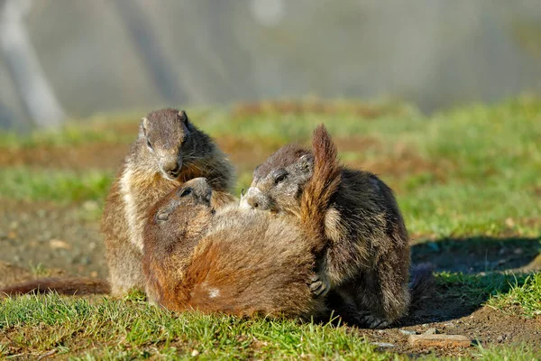 オーストリアの野生動物 面白い画像 マルモットの詳細 かわいい脂肪動物マルモット 自然の岩の山の生息地 アルプス イタリアでは草の中に座っている 野生の自然からの野生動物のシーン 自然界の動物は — ストック写真