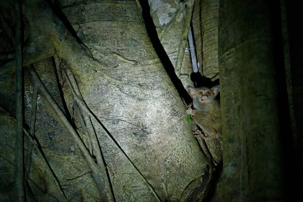 Spectral Tarsier Tarsius Spectre Portrait Animal Nocturne Rare Avec Sauterelle — Photo