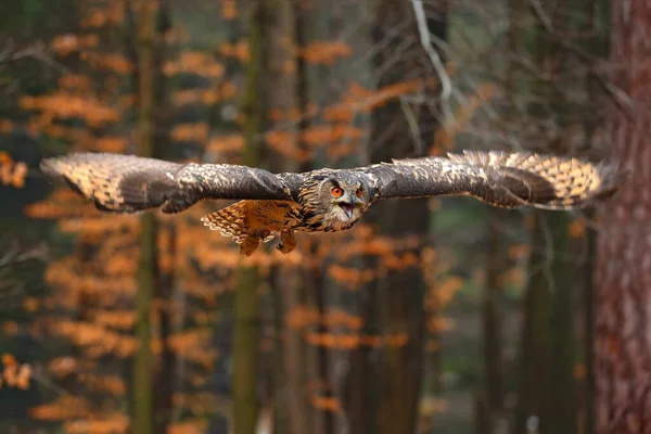 欧亚大陆鹰猫头鹰 Bubo Bubo 有张开的翅膀在飞行 背景为森林栖息地 有橙色的秋天树 来自俄罗斯自然森林的野生动物场景 鸟儿在飞猫头鹰的行为 — 图库照片