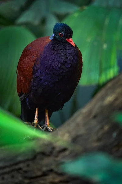 Pheasant Pigeon Otidiphaps Nobilis Big Dark Violet Bird Nature Forest — Stock Photo, Image