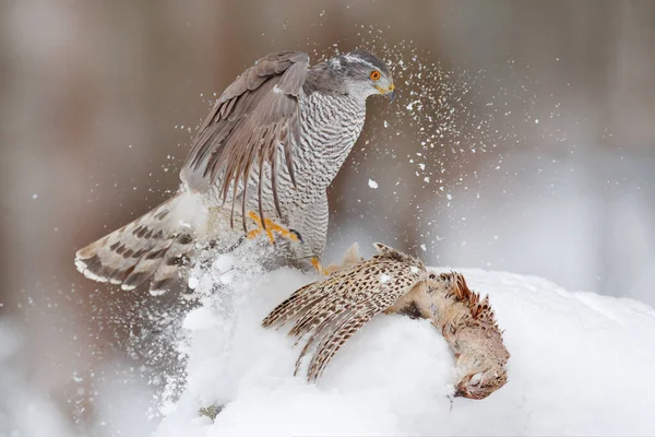 Winter Wildtiere Greifvögel Mit Fang Schnee Tierverhalten Wald Greifvogel Habicht — Stockfoto