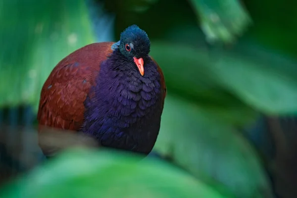 Pheasant Pigeon Otidipys Nobilis Велика Темна Фіолетова Пташка Природному Лісовому — стокове фото