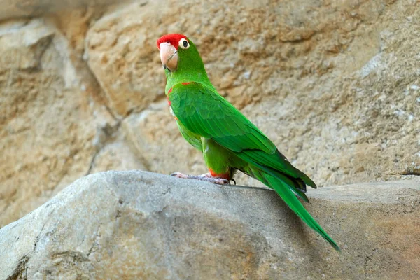 Perroquet Vert Rouge Perruche Cordillère Psittacara Frontatus Espèce Sud Américaine — Photo