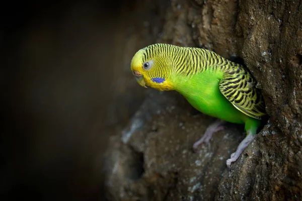 Budgerigar Melopsittacus Undulatus Loro Verde Amarillo Cola Larga Que Come — Foto de Stock