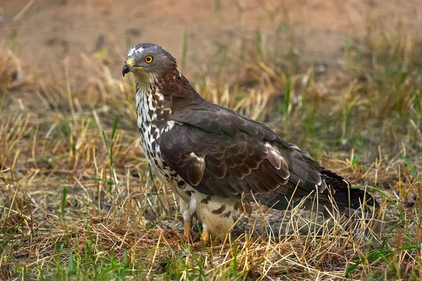 Der Europäische Wespenbussard Pernis Apivorus Sitzt Gras Auf Der Wiese — Stockfoto