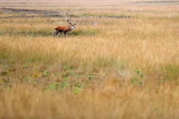 Red deer, rutting season, Hoge Veluwe, Netherlands. Deer stag, majestic powerful animal outside the wood, big animal in forest habitat. Wildlife scene, nature. Moorland, autumn animal behavior.