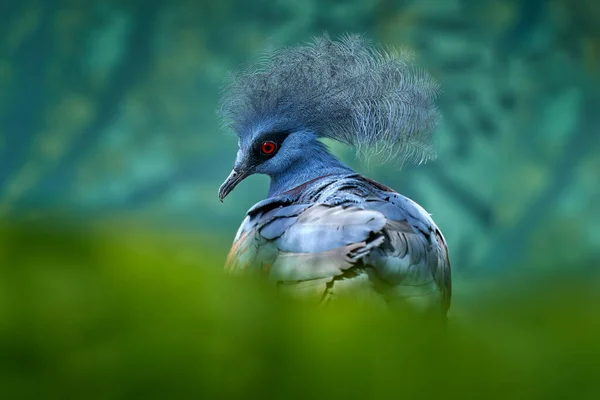 Pássaro Azul Com Olho Vermelho Floresta Escura Fundo Close Natureza — Fotografia de Stock