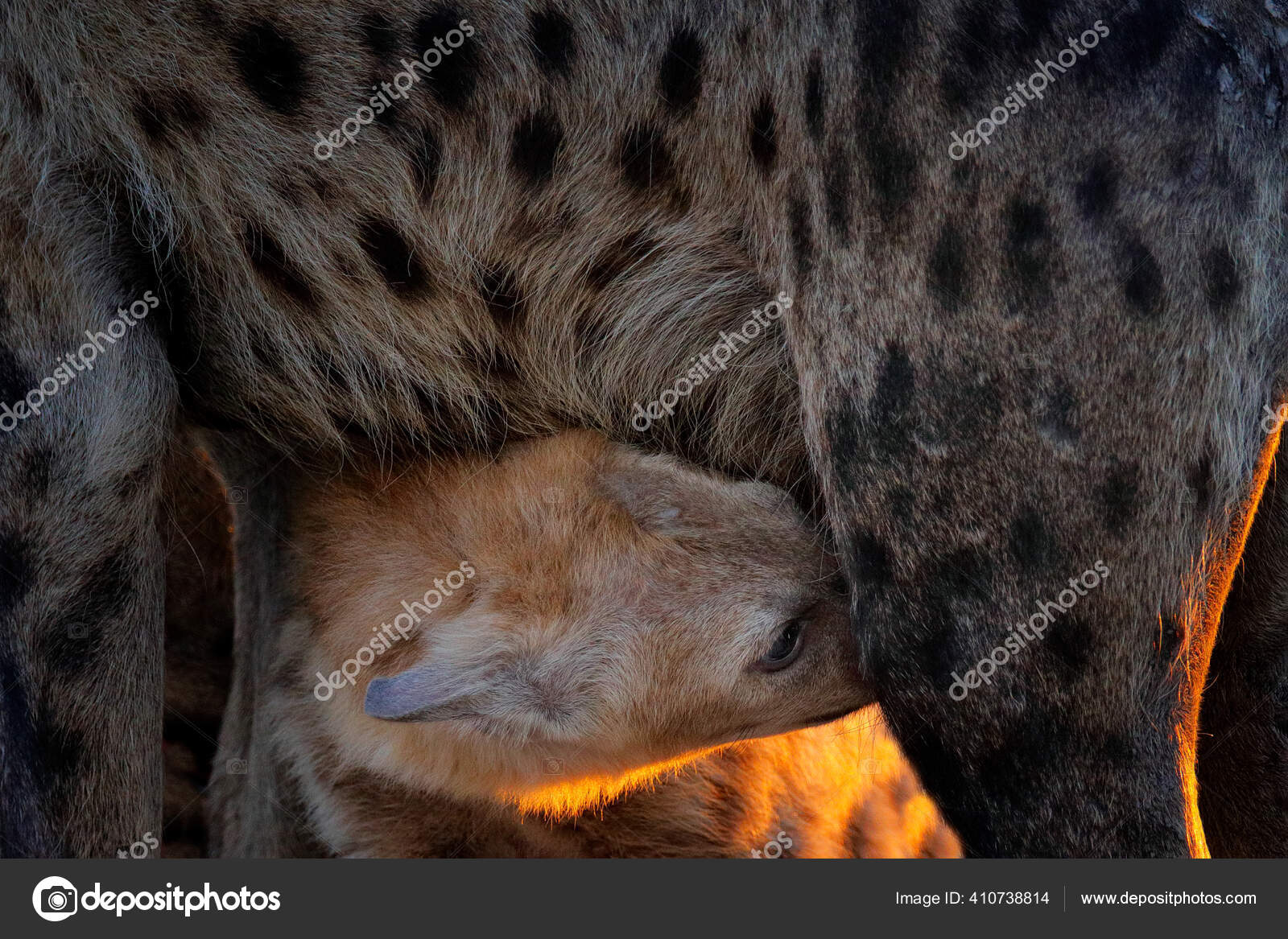 Hyena Young Pup Sucking Breast Mother's Milk Evening Light Zambia