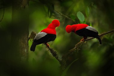 Cock-of-The-Rock, Rupicola peruvianus, red bird with fan-shaped crest perched on branch in its typical environment of tropical rainforest, Ecuador. Bird pair love, wildlife nature.  clipart