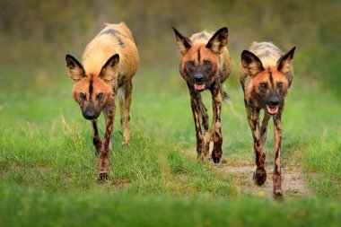 Vahşi köpek, ormanda yürüyen sürü, Okavango detla, Afrika 'da Botswana. Büyük kulaklı tehlikeli benekli hayvan. Afrika safarisinde boyalı köpek avlamak. Vahşi yaşam sahnesi, boyanmış kurtlar..