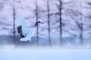 Snowy meadow, with dancing cranes, Hokkaido, Japan. Winter scene with snowflakes. Red-crowned cranes pair, breeding season. clipart