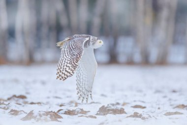 Kanada vahşi yaşamı. Beyaz baykuş uçuyor. Karlı baykuş, Nyctea skandiaca, çayırın üzerinde uçan nadir bir kuş. Kanatları açık kış aksiyon sahnesi. Arka planda karaçam ormanı.