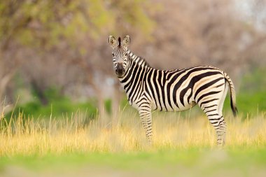 Sarı altın otlu zebra. Burchell 'in zebrası, Equus quagga burchellii, Nxai Pan Ulusal Parkı, Botswana, Afrika. Yeşil çayırdaki vahşi hayvan. Afrika safarisinde vahşi yaşam.