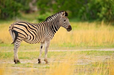 Sarı altın otlu zebra. Burchell 'in zebrası, Equus quagga burchellii, Nxai Pan Ulusal Parkı, Botswana, Afrika. Yeşil çayırdaki vahşi hayvan. Afrika safarisinde vahşi yaşam.