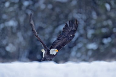 Kel Kartal, Haliaeetus leucocephalus, beyaz başlı uçan kahverengi yırtıcı kuş, sarı gagalı, Amerika Birleşik Devletleri 'nin özgürlüğünün sembolü. Kel kartal kanatlarını açmış uçuyor.