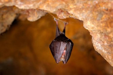 Küçük at nalı yarasası, Rhinolophus hipozitoderos, doğa mağarası habitatı, Cesky kras, Çek. Taştan sallanan yeraltı hayvanı. Gri kayalık tünelden vahşi yaşam sahnesi.