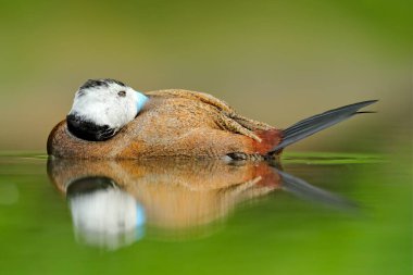 Ruddy Duck, Oxyura jamaicensis, çok güzel yeşil su yüzeyi var. Mavi gagalı kahverengi ördek. Doğadan vahşi yaşam sahnesi, Meksika.