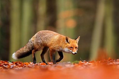 Turuncu sonbahar yapraklarında koşan kızıl tilki. Tatlı Kızıl Tilki, sonbahar ormanında Vulpes vulpes. Doğa habitatında güzel bir hayvan. Vahşi doğadan vahşi yaşam sahnesi, Almanya Avrupa. Yaşam alanında sevimli bir hayvan.