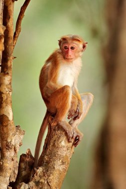 Toque macaque, Macaca sinica, akşam güneşli maymun. Doğa habitatı Macaque, Wilpattu NP, Sri Lanka. Asya 'dan vahşi yaşam sahnesi. Arka planda güzel bir orman.