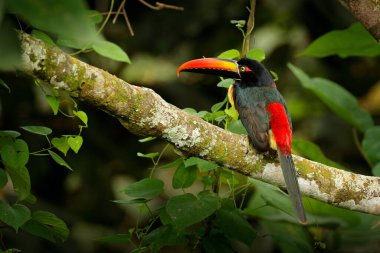 Ateşli gagalı Aracari, Pteroglossus Frantzii, büyük gagalı kuş. Tukan, Kosta Rika 'daki ormanın dalında oturuyor. Orta Amerika 'da kuş izleme gezisi.