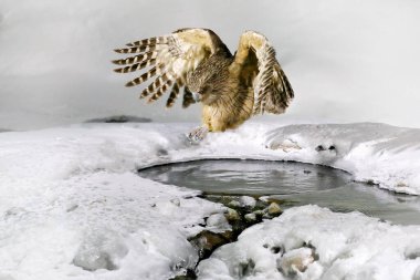 Baykuş soğuk suda avlanıyor. Japonya, Hokkaido 'da kış mevsiminden vahşi yaşam sahnesi. Kanatları açık nehir kuşu. Blakiston 'un balık baykuşu, Bubo Blakistoni, yaşayan en büyük balık kuşu türü, bir alt grup kartal.. 
