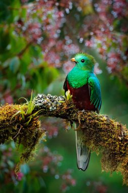 Quetzal, Pharomachrus mocinno, yeşil ormanlı Costa Rica 'dan. Muhteşem kutsal mistik yeşil ve kırmızı kuş. Orman habitatında saygın Quetzal. Kosta Rika 'dan Widlife sahnesi.