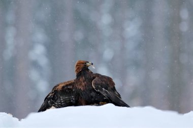 Karda Altın Kartal ve Tavşan öldürüldü, Ormanda kış boyunca kar. Doğadaki kuş yuvası. Hayvan besleme davranışı.