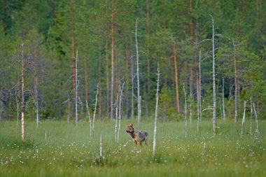 Finlandiya 'dan kurt. Gri kurt, köpek lupus, bahar ışığında, ormanda yeşil yapraklarla. Doğadaki kurt yuvası. Finlandiya Taiga 'sında vahşi bir hayvan. Vahşi yaşam, Avrupa.