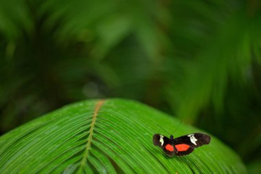 Kelebek Heliconius Hacale Zuleikas, doğal ortamında. Yeşil ormanda Kosta Rika 'dan gelen güzel bir böcek. Kelebek Panama 'dan ayrılıyor..
