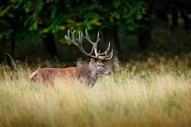 Geyik geyiği. Sonbahar ormanının dışındaki görkemli güçlü yetişkin hayvan. Danimarka 'nın doğal orman habitatındaki büyük hayvan. Vahşi yaşam sahnesi doğayı oluşturur..