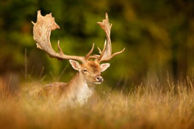 Fallow Deer, Dama dama, in autumn forest, Dyrehave, Denmark. Animal on the forest meadow. Wildlife scene in Europe. Majestic powerful adult  in forest vegetation.  clipart