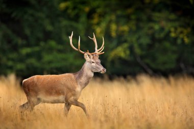 Geyik geyiği. Sonbahar ormanının dışındaki görkemli güçlü yetişkin hayvan. Danimarka 'nın doğal orman habitatındaki büyük hayvan. Vahşi yaşam sahnesi doğayı oluşturur..
