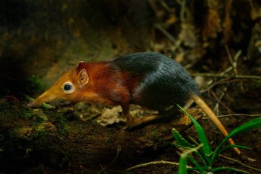 Siyah ve paslı fil faresi, Rhynchocyon petersi, uzun ağızlıklı ve uzun kuyruklu şirin bir hayvan. Sengi doğal orman habitatında, Tanzanya Afrika 'da. Küçük memeli, vahşi yaşam Afrika. 