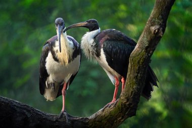Saman boyunlu Ibis, Threskiornis spinicollis, Avustralya 'dan gelen kuşun detaylı portresi. Doğadaki kuş yuvası. Doğadan vahşi yaşam sahnesi. Su kenarında uzun gagalı bir kuş. Çift, Ibis aşk.         