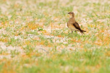 Yakalı pratincole, Glareola pratincola, doğal ortamında, Okavango. Afrika 'da Botswana. Kumda otlarla oturan kuş. Afrika 'da kuş gözlemciliği, vahşi yaşam. 