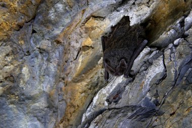 Batı Barbastelle, Barbastella Barbastellus, doğa mağarası habitatında, Cesky Kras, Çek. Grey Rock Tüneli 'nden vahşi yaşam sahnesi. Gece yarasası delikte saklı..