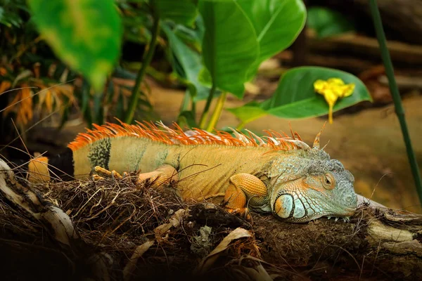 Wildlife Nature Big Lizard Portrait Orange Iguana Dark Green Forest — Stock Photo, Image