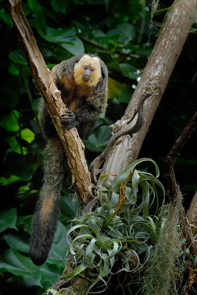 Saki Rosto Branco Pithecia Pithecia Retrato Detalhado Macaco Preto Escuro — Fotografia de Stock