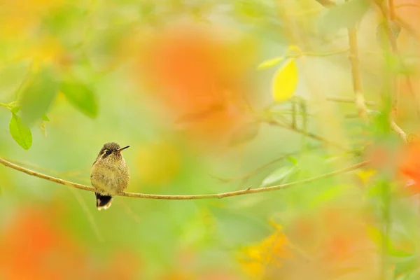 Sztuka Natury Kolczasty Koliber Ptak Tropikalnego Lasu Ekwadoru Egzotyczne Ptaki — Zdjęcie stockowe