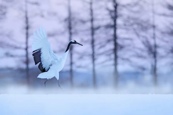 Snowy Meadow Dancing Cranes Hokkaido Japan Winter Scene Snowflakes Red — Stock Photo, Image