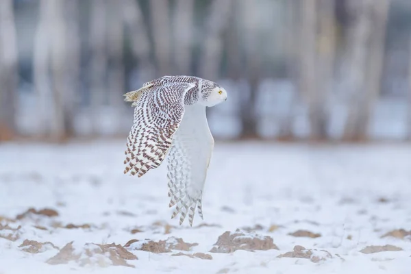 加拿大野生动物 白色猫头鹰在飞行 雪白色的猫头鹰 罕见的鸟儿在草地上飞翔 冬季动作片 张开翅膀 背景为落叶松冬季林 — 图库照片