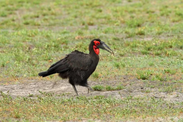Południowy Rogacz Bucorvus Leadbeateri Największy Rogacz Świecie Czarny Ptak Czerwoną — Zdjęcie stockowe