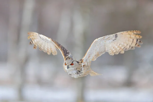 Vlucht Van Oost Siberische Adelaar Uil Berkenboom Met Prachtig Dier — Stockfoto