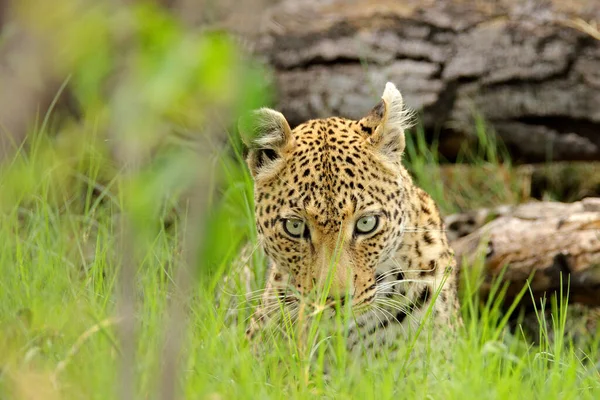 Leopardo Panthera Pardus Shortidgei Delta Del Okavango Botswana África Gato — Foto de Stock