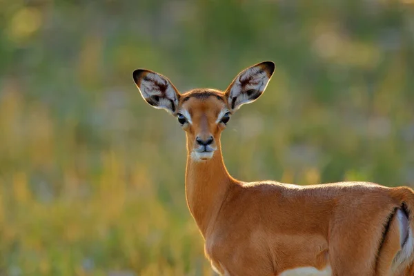 Antelope Står Inför Porträtt Gräs Savannen Okavango Sydafrika Impala Gyllene — Stockfoto