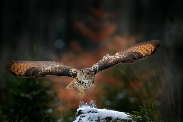 Uhu Landet Auf Verschneitem Baumstumpf Wald Uhu Mit Offenen Flügeln — Stockfoto