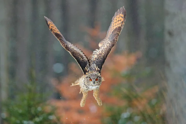 Chouette Aigle Débarquant Sur Tronc Arbre Enneigé Dans Forêt Chouette — Photo